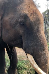 looking elephant in the eye in Thailand